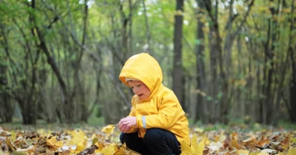 Pequeña, dulce chica recoge hojas de arce canadiense en el bosque de otoño — Vídeo de stock