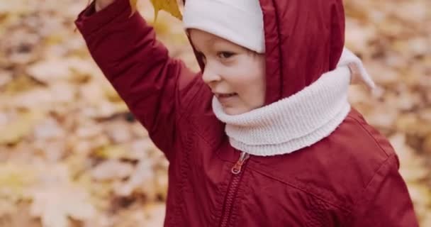 Piccola, dolce ragazza raccoglie foglie di acero canadese nella foresta autunnale — Video Stock