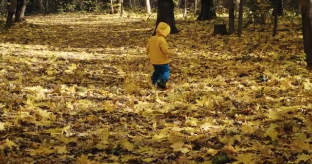 小孩一个人在秋天的森林里散步.加拿大枫树的叶子周围 — 图库视频影像