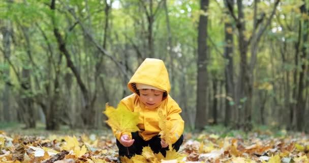 Little, sweet girl collects Canadian maple leaves in the autumn forest — Stock Video