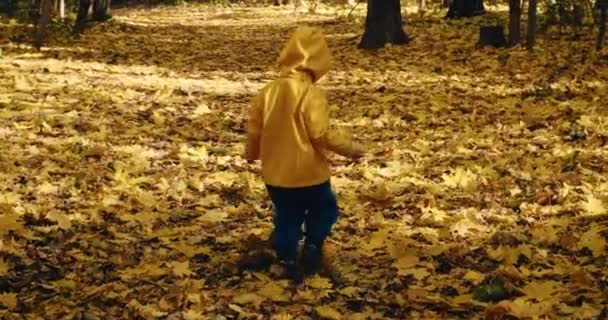 Il bambino cammina da solo nella foresta autunnale. Intorno a congedo di acero canadese — Video Stock