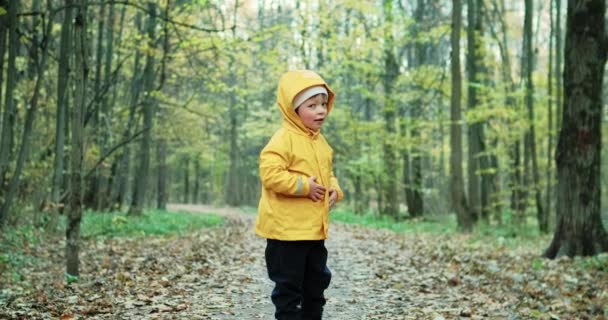 Petit enfant se promène seul dans la forêt d'automne. Autour du congé de l'érable canadien — Video