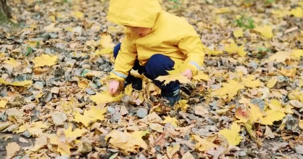 Pequena menina doce recolhe folhas de bordo canadenses na floresta de outono — Vídeo de Stock