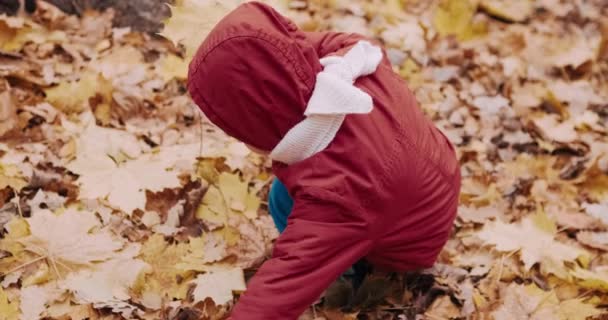 Маленькая милая девочка собирает канадские кленовые листья в осеннем лесу — стоковое видео