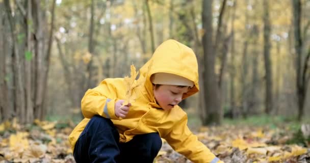 Маленька, мила дівчинка збирає листя кленового дерева в осінньому лісі. — стокове відео