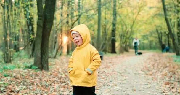 Маленький ребенок гуляет один в осеннем лесу. В отпуске от канадского клена — стоковое видео