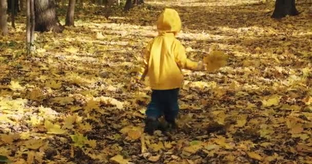 Petit enfant se promène seul dans la forêt d'automne. Autour du congé de l'érable canadien — Video