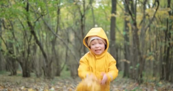 Un bambino piccolo e carino vomita foglie gialle di acero canadese. Natura autunnale — Video Stock