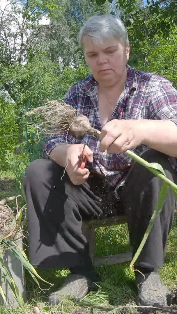 A pensioner cuts off the arrows of garlic. - Vertical footage — Stock video