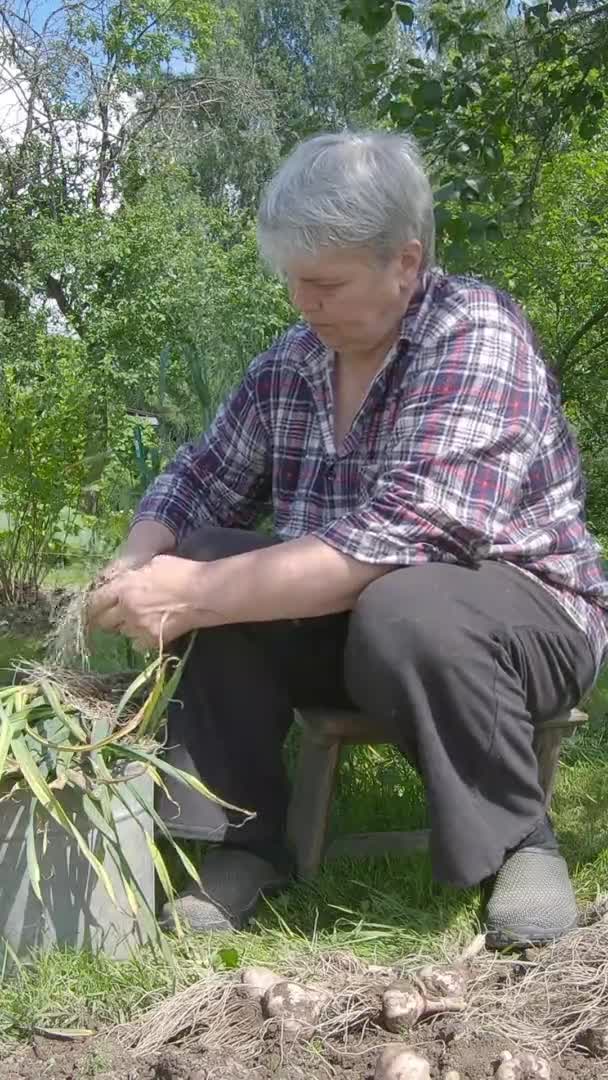 Seorang wanita tua bekerja di kebun. Rekaman vertikal. — Stok Video