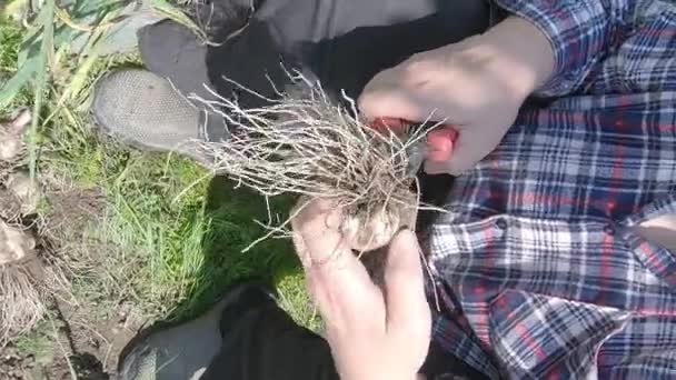 A woman cuts the roots of garlic - Vertical footage — Stockvideo
