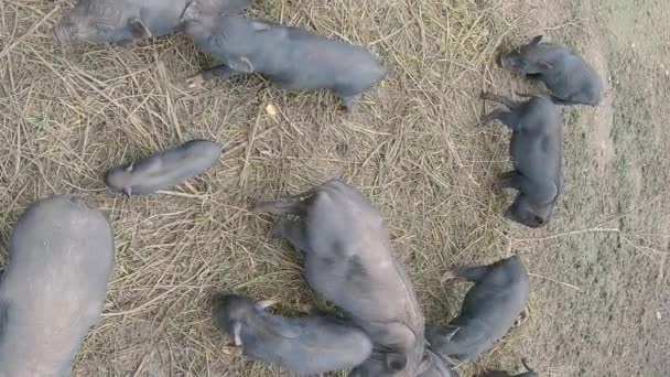 Black pig minipigs bite each other - Vertical footage — Stockvideo