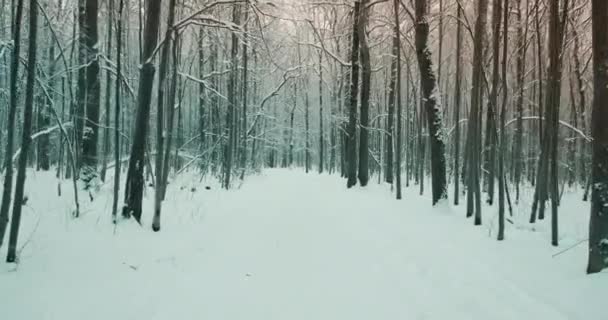 Strada invernale innevata in un cupo parco forestale, la fotocamera si muove senza intoppi in avanti — Video Stock