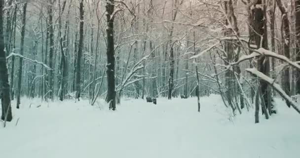 Snowy, winter road in a chloomy, forest park, the camera moving smooth back — Stock video