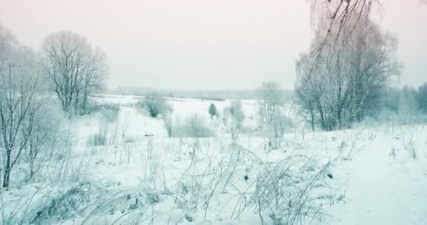 Parco forestale innevato, periodo invernale. Gli alberi sono coperti di neve — Video Stock
