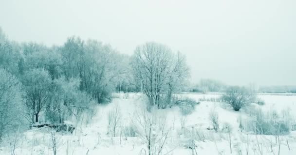 Заснеженный лесной парк, зимнее время. Деревья покрыты снегом — стоковое видео