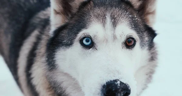 Grande cão de trenó husky, malamute na rua no inverno. Fechar a filmagem, retrato — Fotografia de Stock