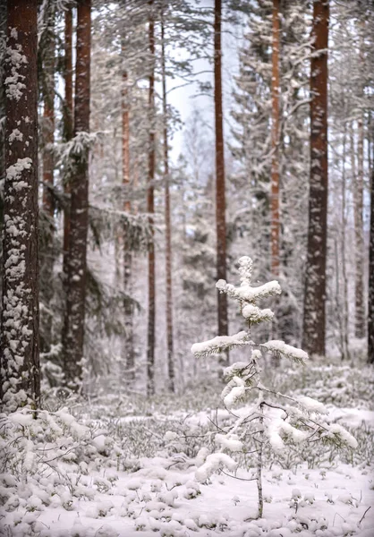 Zimowa Bajka Śnieżnym Lesie Nad Brzegiem Rzeki — Zdjęcie stockowe