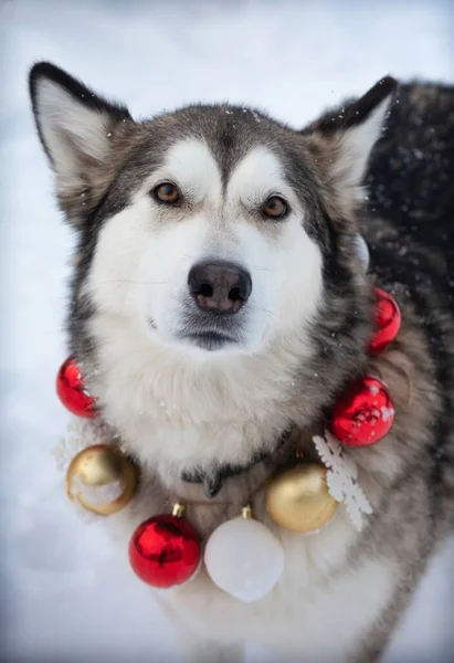 白い雪の背景に赤 白の毛皮の木の玉のネックレスとMalamute — ストック写真