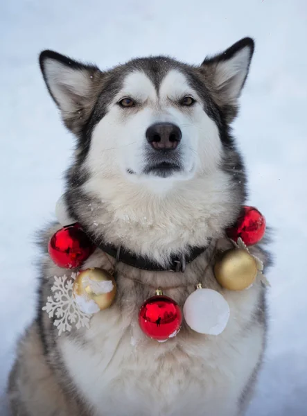 Malamute Red Gold White Fur Tree Balls Necklace White Snow — Stock Photo, Image