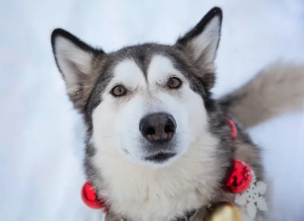 Malamute Red Gold White Fur Tree Balls Necklace White Snow — Stock Photo, Image