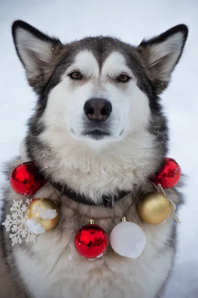 白い雪の背景に赤 白の毛皮の木の玉のネックレスとMalamute — ストック写真