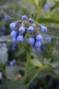 Yeşil çimenlerin arka planında mavi bir çiçek dalı. Arazi çiçekleri.