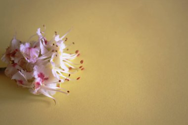 Kestanenin filizlenen bir dalı sarı bir kağıdın üzerinde yatar. Kartpostallar ve ortam dekorasyonu için çiçek makro fotoğrafçılığı