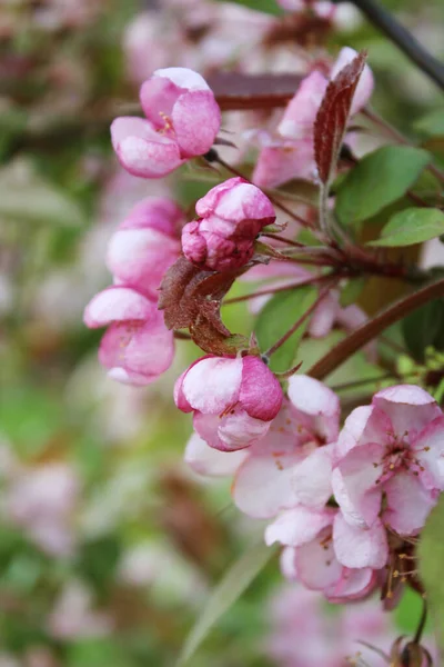 Botões Cor Rosa Cereja Florescente Ramo Sakura Fundo Verde Fundo — Fotografia de Stock