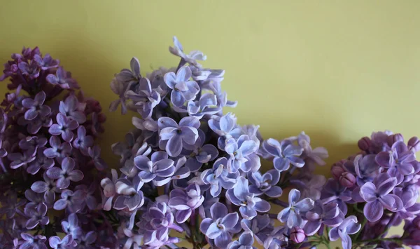 Lilac Κλαδιά Βρίσκονται Κίτρινο Φόντο — Φωτογραφία Αρχείου