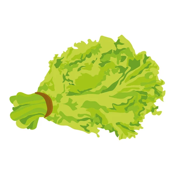 Bunch Green Lettuce Isolated Vector Illustration Vegetable — Stock Vector
