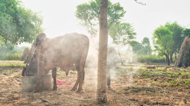 Hintli çiftçi, ineklerini topak topak ya da lamba hastalığından korumak için ağaç yaprakları yakıyor. Topak topak hastalığa karşı önlem.