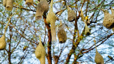 Güneşli bir gün, asılan kuşlar akasya dalına yuva yapar. Akasya ağacında asılı olan çok dokumacı kuş yuvalarının manzara görüntüsü.