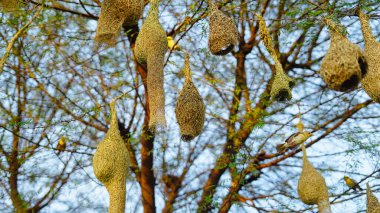 Baya dokumacı kuş yuvası samandan yapılmıştır. Skylark bölgedeki dallara doğal olarak yuva yapar..