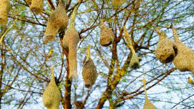 Güneşli bir gün, asılan kuşlar akasya dalına yuva yapar. Akasya ağacında asılı olan çok dokumacı kuş yuvalarının manzara görüntüsü.