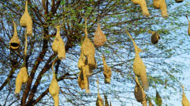 Güneşli bir gün, asılan kuşlar akasya dalına yuva yapar. Akasya ağacında asılı olan çok dokumacı kuş yuvalarının manzara görüntüsü.