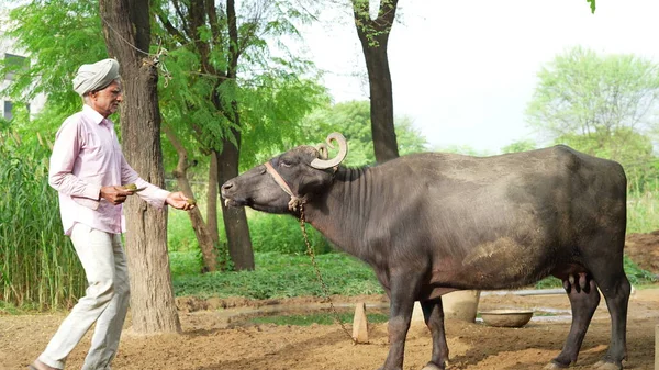 Индийский Фермер Кормит Аюрведическую Медицину Своего Домашнего Животного Предотвратить Кожное — стоковое фото