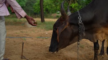 Hintli çiftçi evcil hayvanına dışarıda ilaç veriyor. Topak topak veya lamba derisi hastalığına karşı önlem.