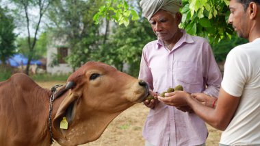 Hintli çiftçi evcil hayvanına dışarıda ilaç veriyor. Topak topak veya lamba derisi hastalığına karşı önlem.