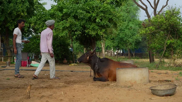 Agricultor Indio Alimentando Con Medicina Ayurvédica Vaca Para Prevenir Dermatosis —  Fotos de Stock