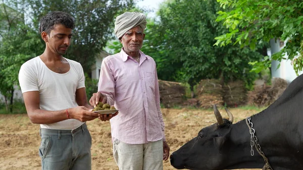 Indian farmers feeding ayurvedic medicine to his cow to prevent lumpy skin disease.