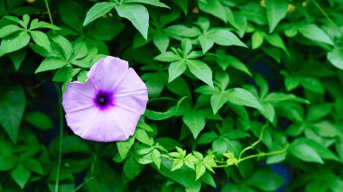 İlkbaharda mor Crocus Çiçeği. Yüksek kalite fotoğraf. Güzel, parlak ve çiçeklenmiş mor çiçek.