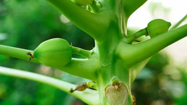 Papaya Fruits of Papaya tree in garden in India. Nature fresh green papaya on tree with fruits.