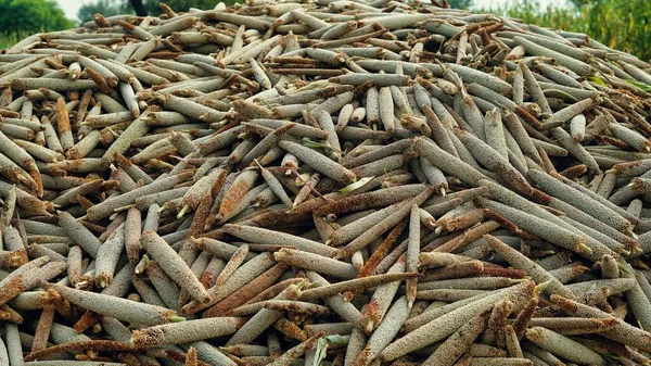 Briquetas de madera biocombustibles aislado sobre fondo blanco como fuente  natural de energía