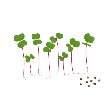 Mikro yeşil turp ve filizlenmiş lahana. Vektör illüstrasyonu