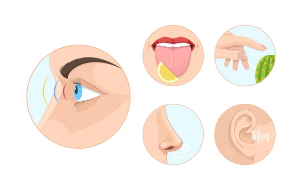 Fünf Menschliche Gefühle Kreisen Seh Geruchs Tast Hör Und Geschmackssinn — Stockvektor