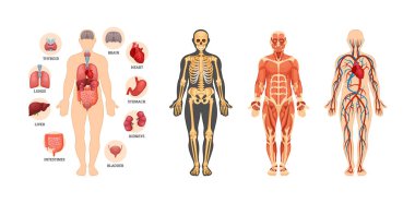 İnsan anatomisi şeması. İsim yazıtları olan iç organ, dolaşım atardamarı, kaslar, iskelet. Çalışmak için tüm vücut görsel rehberi. Anatomik tıp bilimi talimatı düz vektör