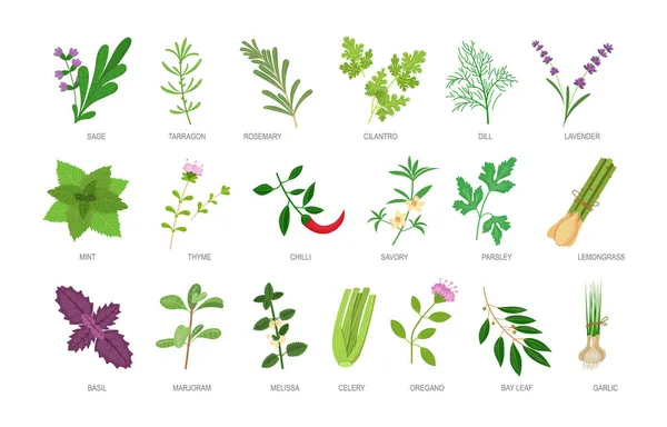 Edible Herbs Names Inscription Set Healthy Botanical Food Ingredients Spices — Stock Vector