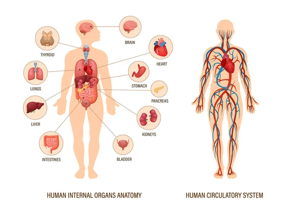 Anatomia Del Corpo Umano Infografica Della Struttura Degli Organi Umani — Vettoriale Stock