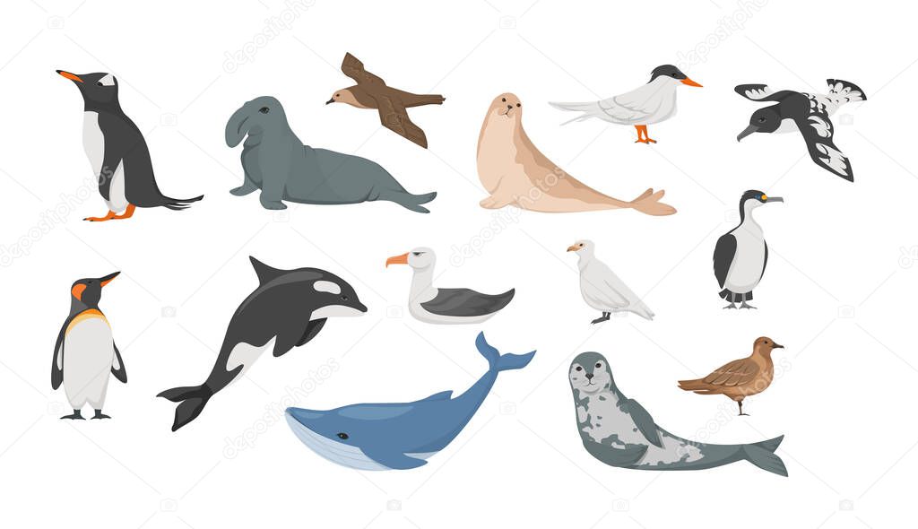 Antarctica flora seal, petrel, penguins, albatross, blue whale, sea leopard, cape Dove, white plover, antarctic tern blue-eyed cormorant vector illustration